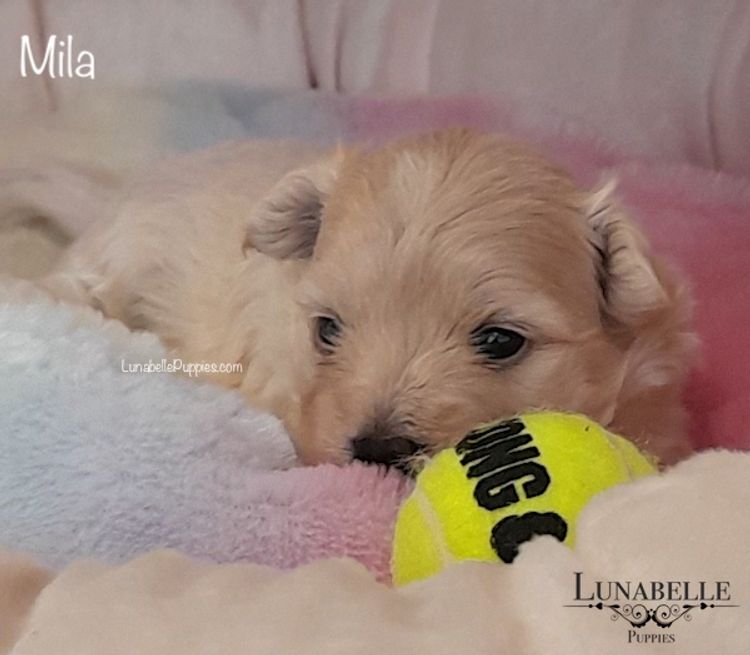 Lunabelle Tiny Toy and Toy Moodles