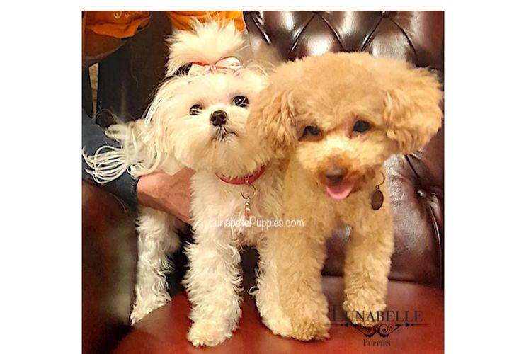 Lunabelle Tiny Toy and Toy Moodles