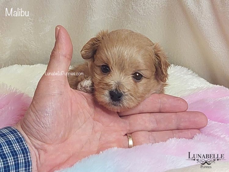 Lunabelle Tiny Toy and Toy Moodles