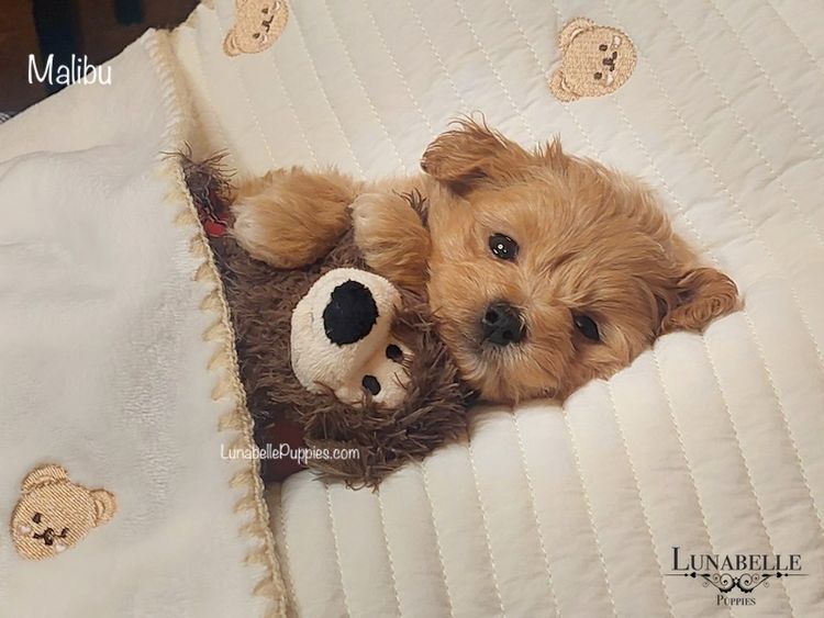 Lunabelle Tiny Toy and Toy Moodles