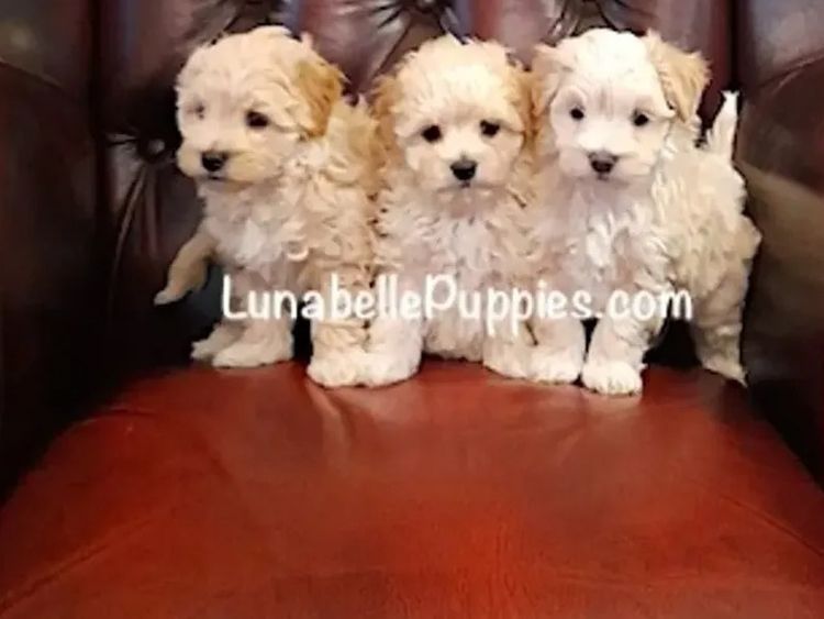 Lunabelle Tiny Toy and Toy Moodles
