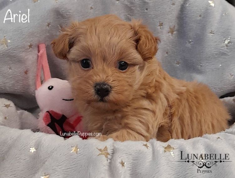 Lunabelle Tiny Toy and Toy Moodles