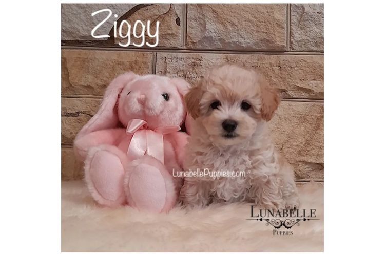 Lunabelle Tiny Toy and Toy Moodles