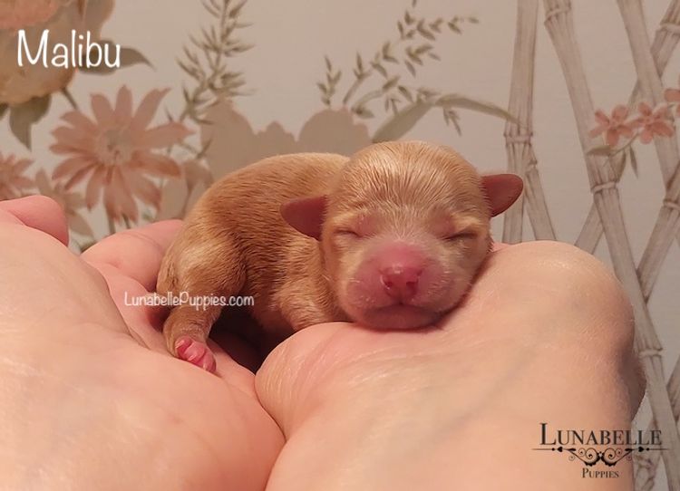 Lunabelle Tiny Toy and Toy Moodles