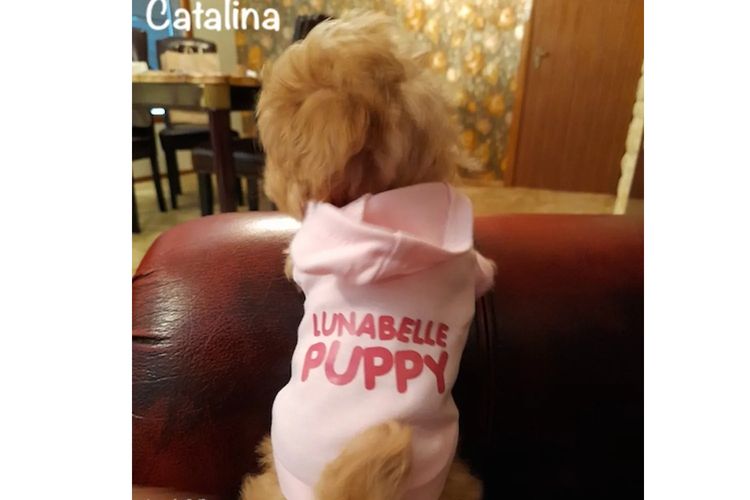 Lunabelle Tiny Toy and Toy Moodles