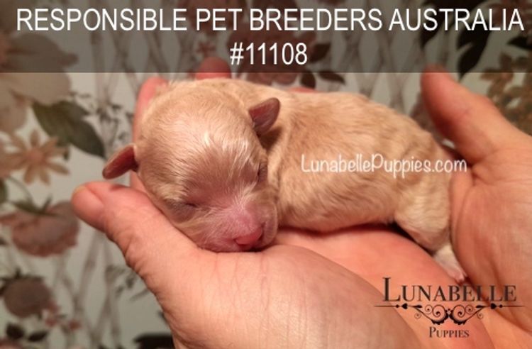 Lunabelle Tiny Toy and Toy Moodles
