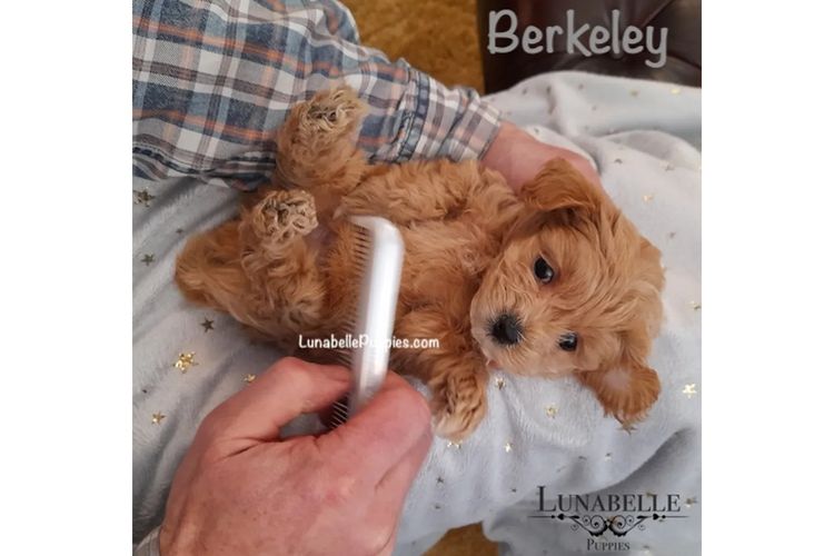 Lunabelle Tiny Toy and Toy Moodles