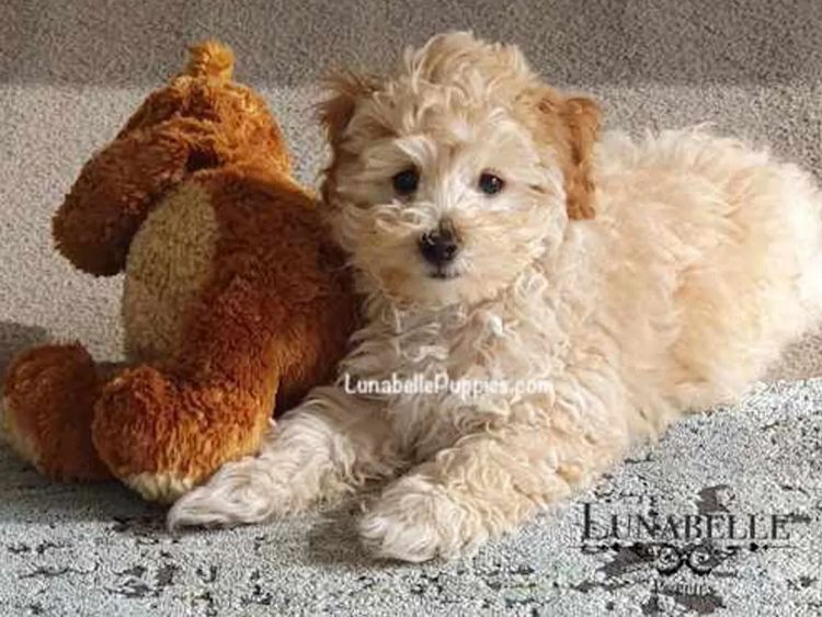 Lunabelle Tiny Toy and Toy Moodles