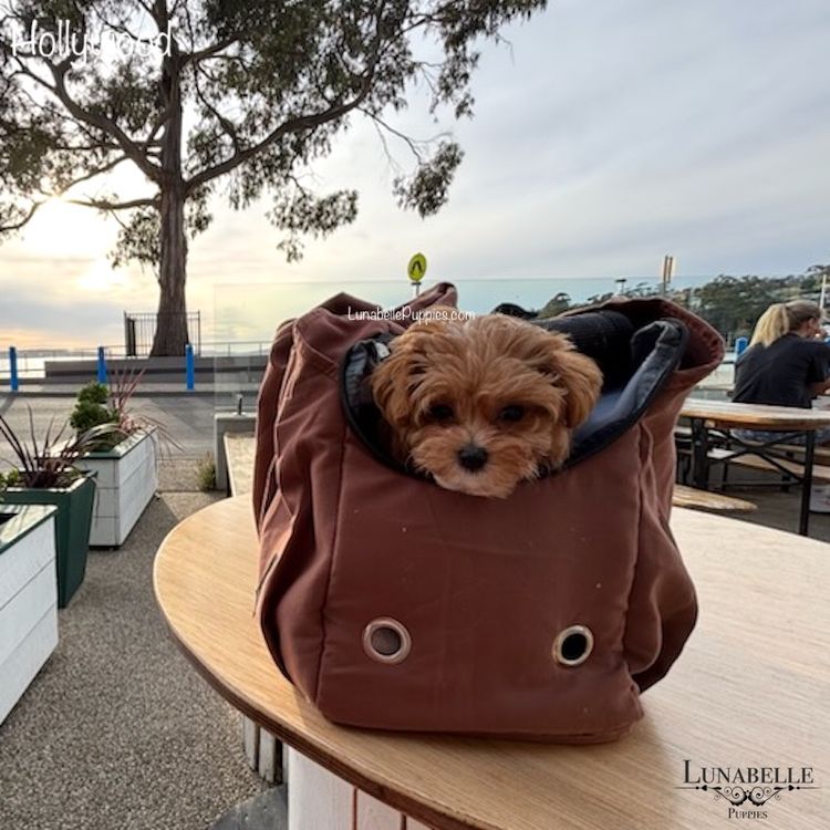 Lunabelle Tiny Toy and Toy Moodles
