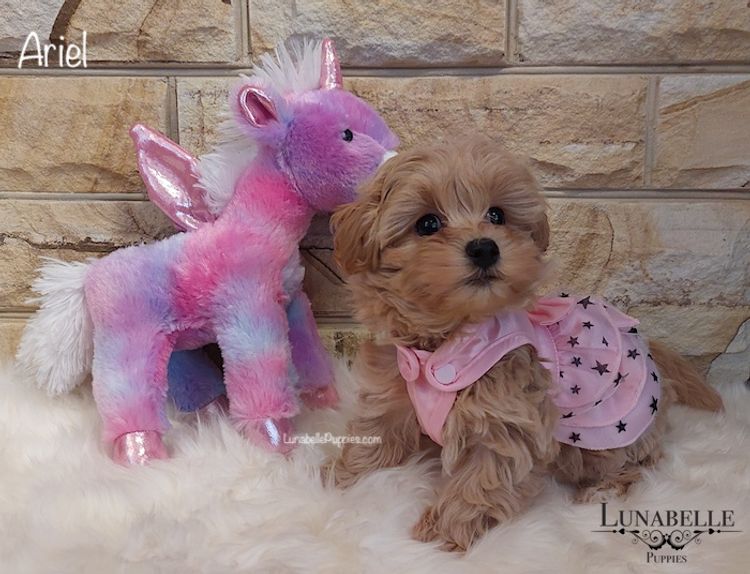 Lunabelle Tiny Toy and Toy Moodles