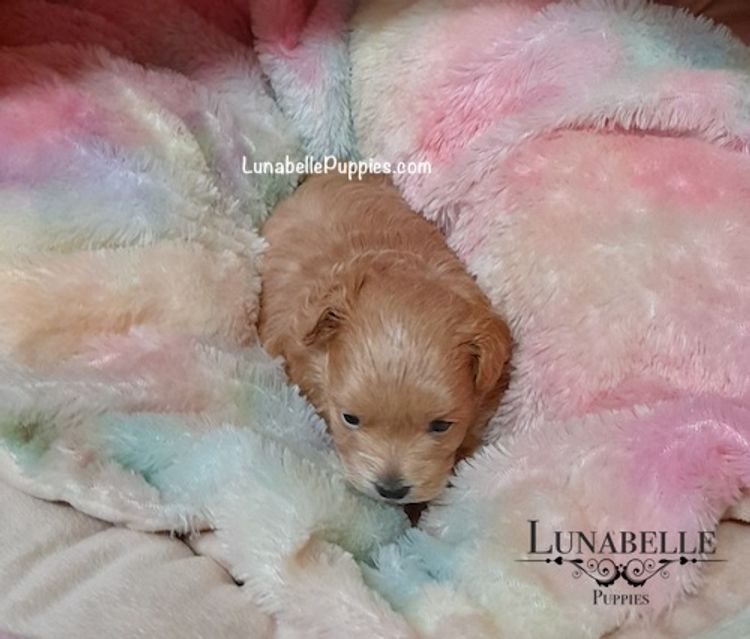 Lunabelle Tiny Toy and Toy Moodles