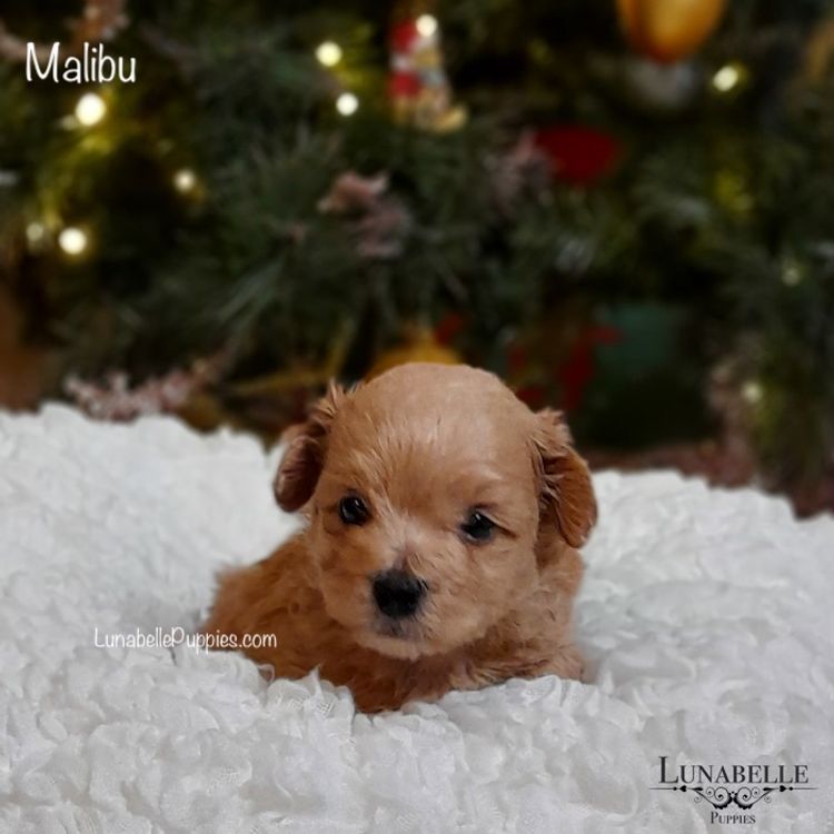 Lunabelle Tiny Toy and Toy Moodles