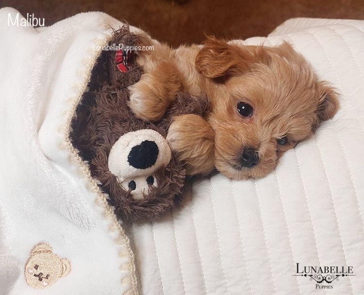 Lunabelle Tiny Toy and Toy Moodles