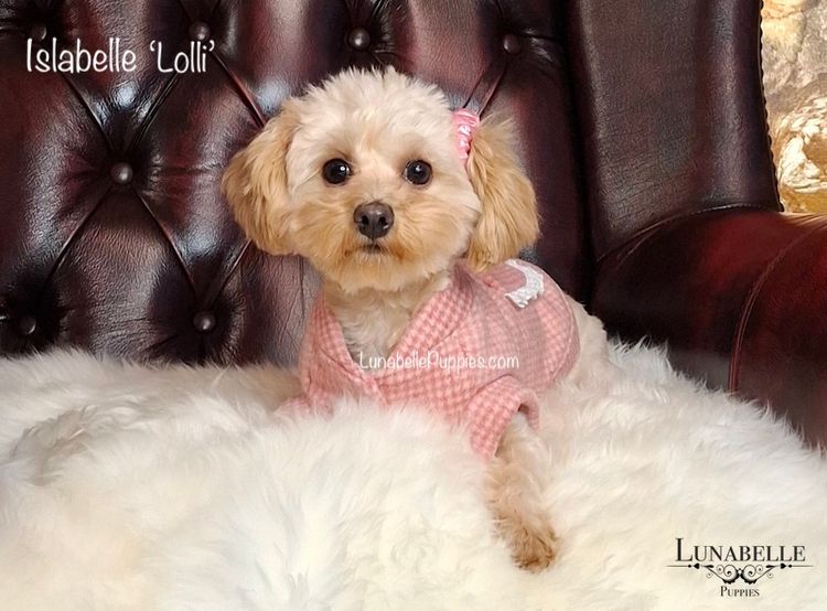 Lunabelle Tiny Toy and Toy Moodles