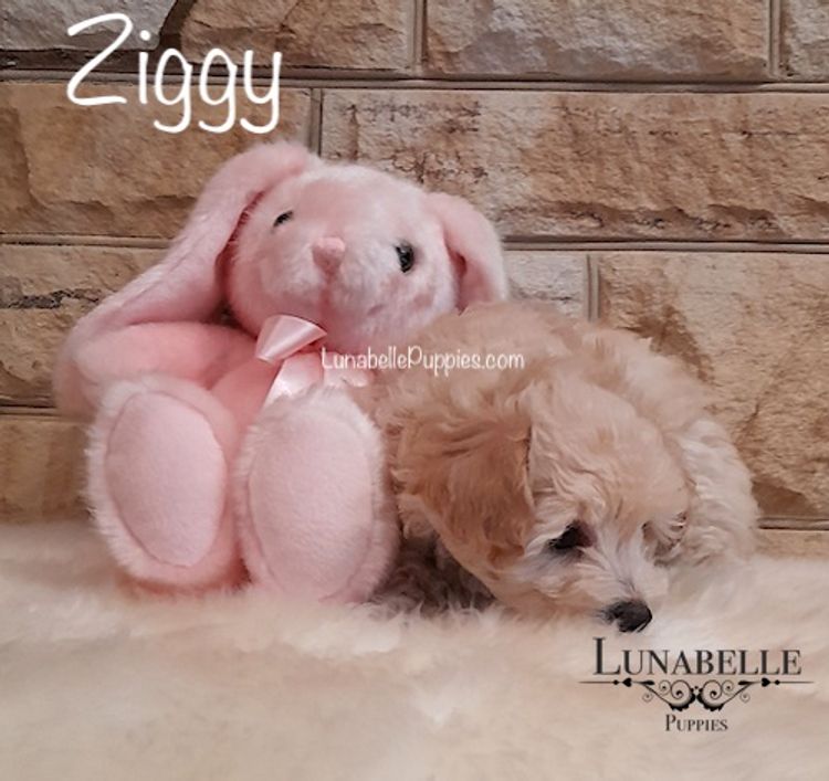 Lunabelle Tiny Toy and Toy Moodles