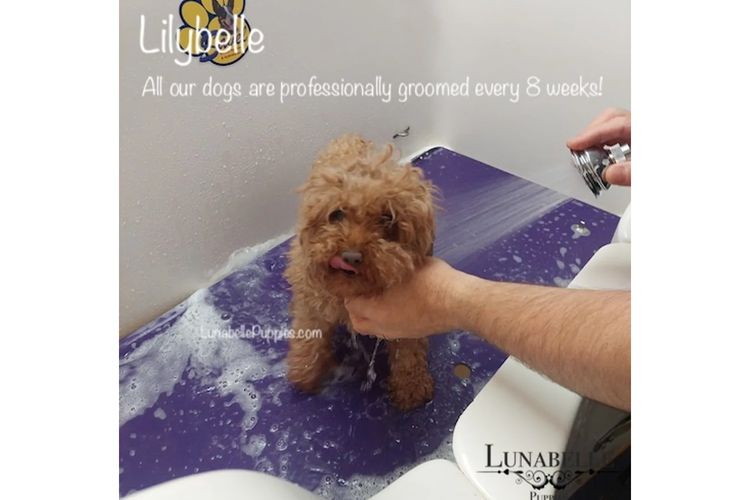 Lunabelle Tiny Toy and Toy Moodles