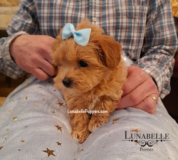 Lunabelle Tiny Toy and Toy Moodles