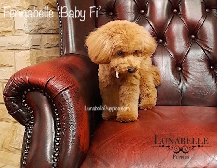 Lunabelle Tiny Toy and Toy Moodles