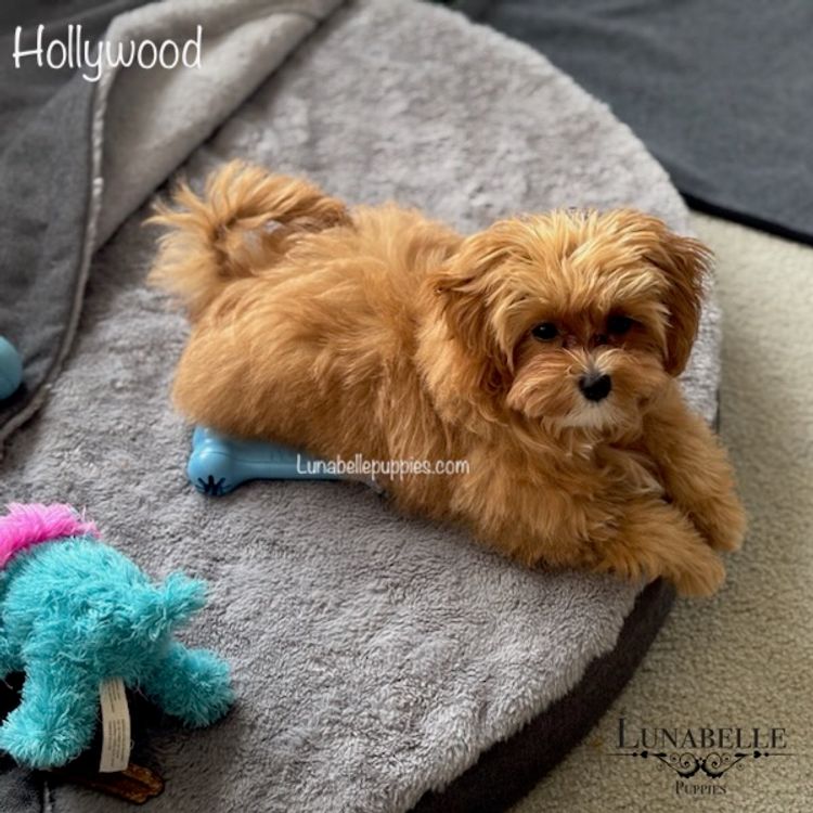 Lunabelle Tiny Toy and Toy Moodles