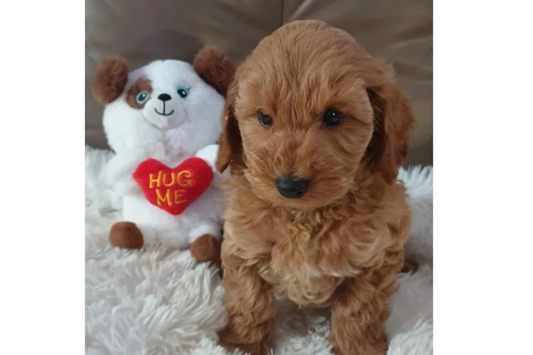 Normglo Theodores (Cavoodles)