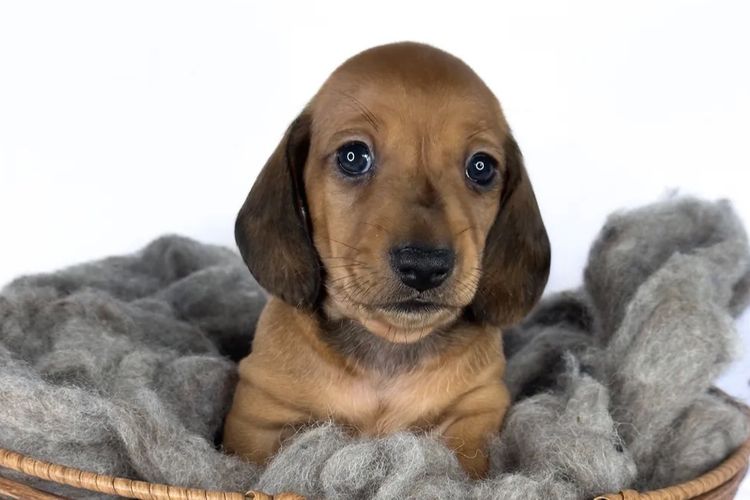 TeenieWeenies Miniature Dachshunds