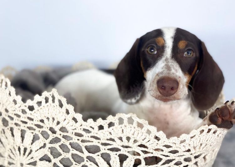 TeenieWeenies Miniature Dachshunds