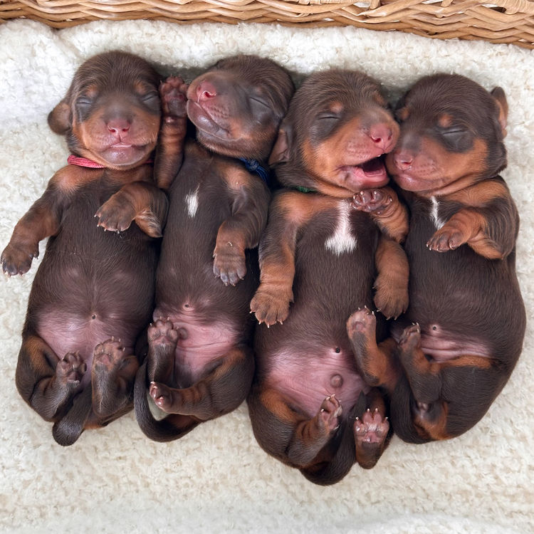 TeenieWeenies Miniature Dachshunds