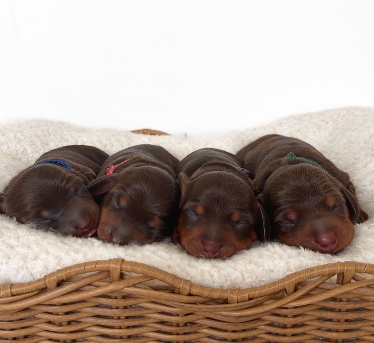 TeenieWeenies Miniature Dachshunds