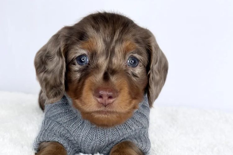 TeenieWeenies Miniature Dachshunds