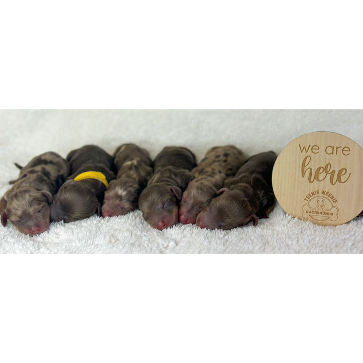 TeenieWeenies Miniature Dachshunds