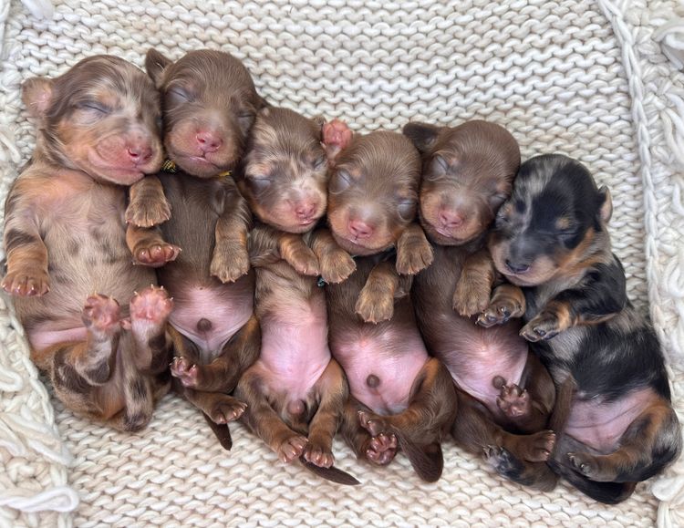 TeenieWeenies Miniature Dachshunds