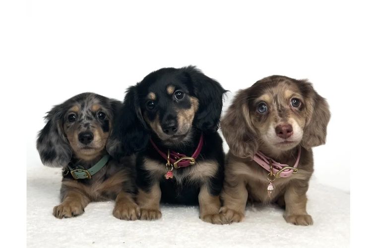 TeenieWeenies Miniature Dachshunds