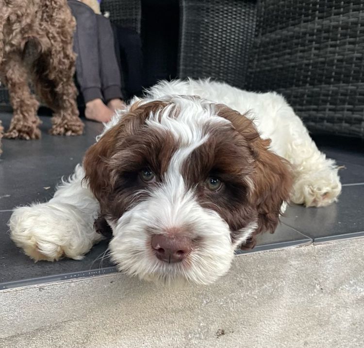 Alimay Labradoodles