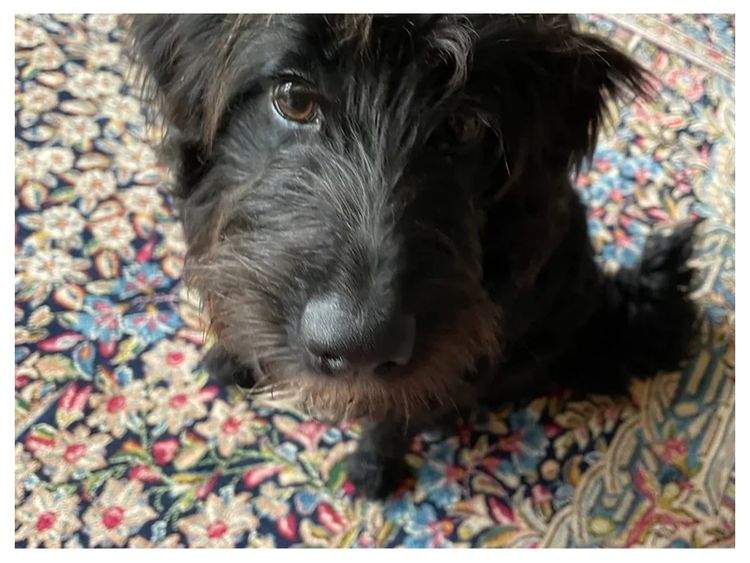 Family Dogs Victoria Bordoodle