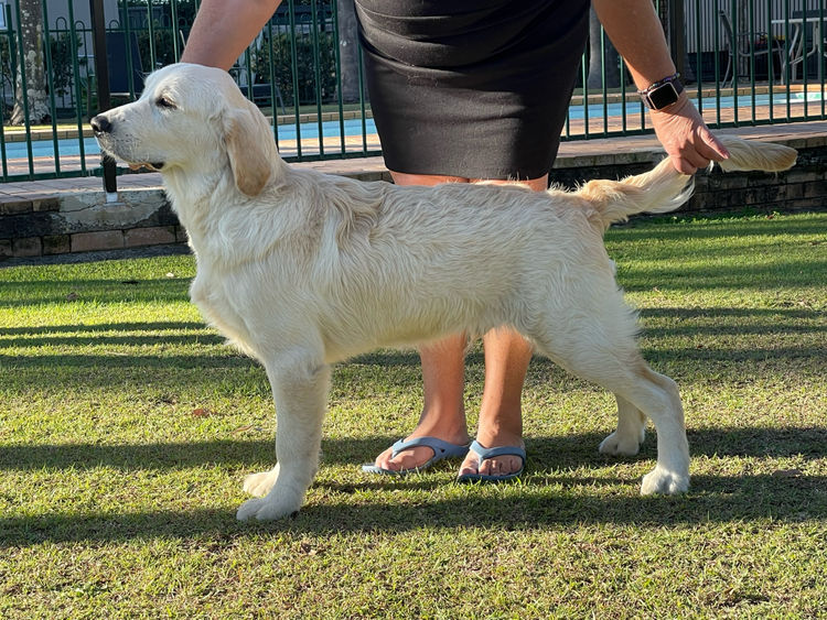 Pencandy Golden Retrievers (ANKC)