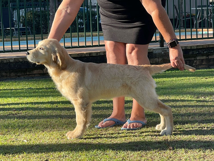 Pencandy Golden Retrievers (ANKC)