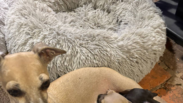 Spennyboi Italian greyhounds