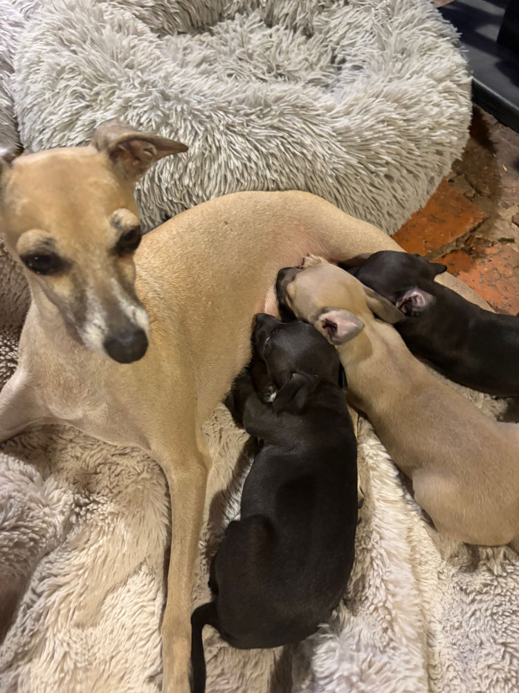 Spennyboi Italian greyhounds