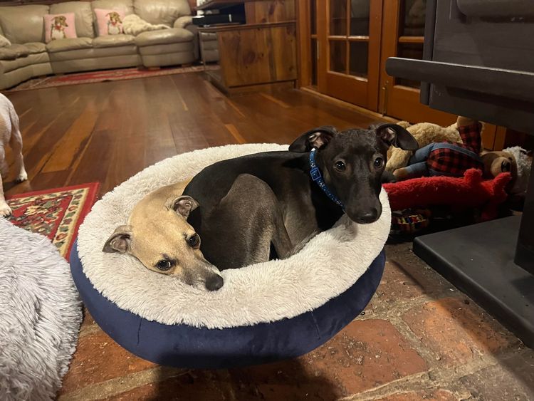 Spennyboi Italian greyhounds
