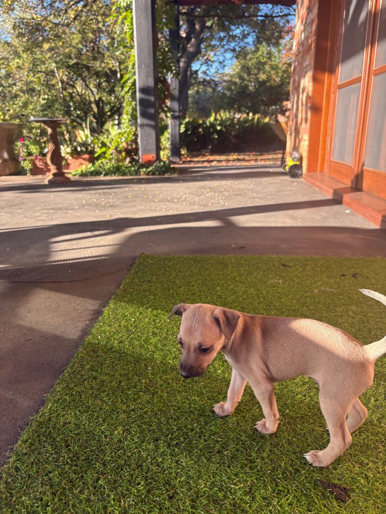 Spennyboi Italian greyhounds