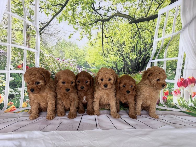 JB Cavoodles