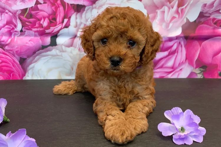 JB Cavoodles