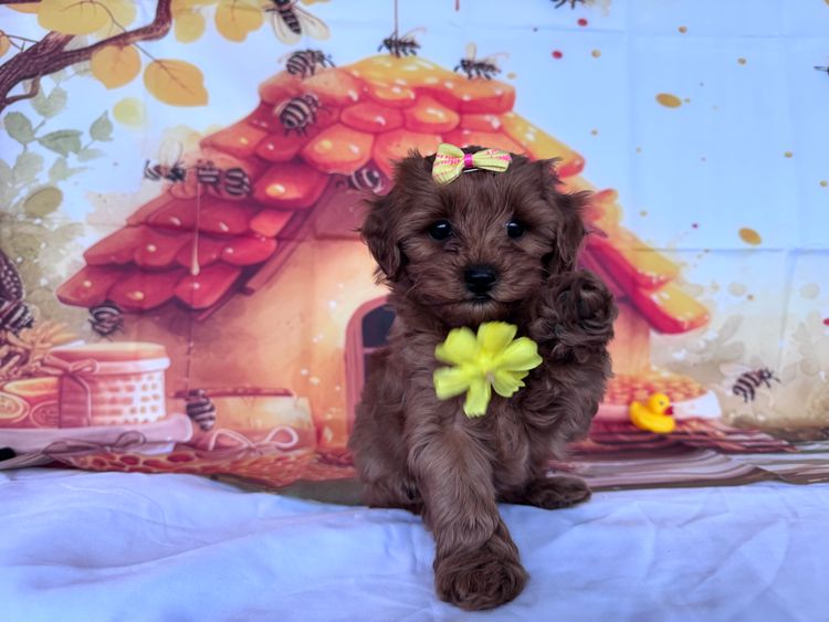JB Cavoodles