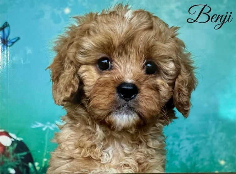 JB Cavoodles