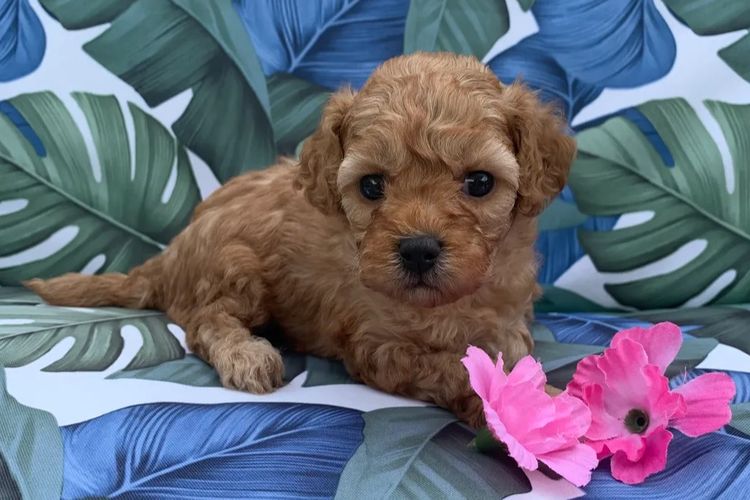 JB Cavoodles