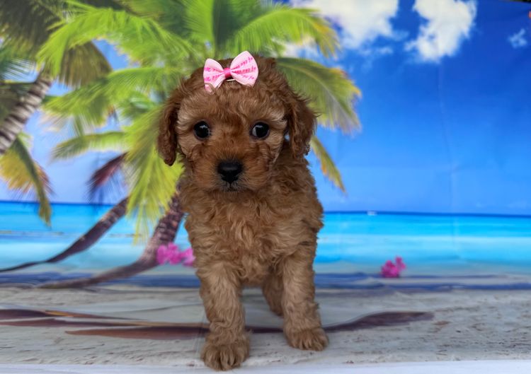 JB Cavoodles