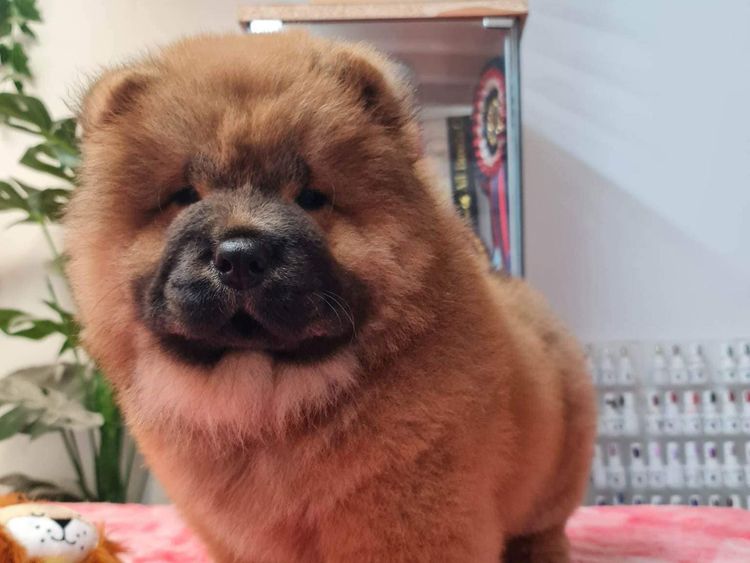 Touchofchow Chows Chows