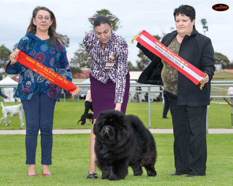 Touchofchow Chows Chows