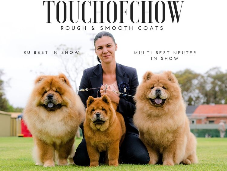 Touchofchow Chows Chows