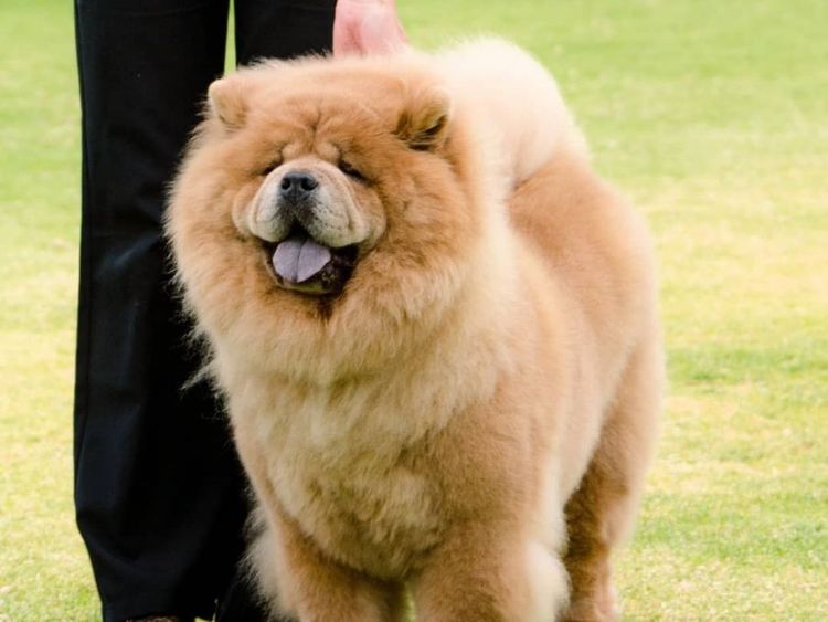 Touchofchow Chows Chows